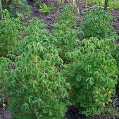 Oca (New Zealand Yam)