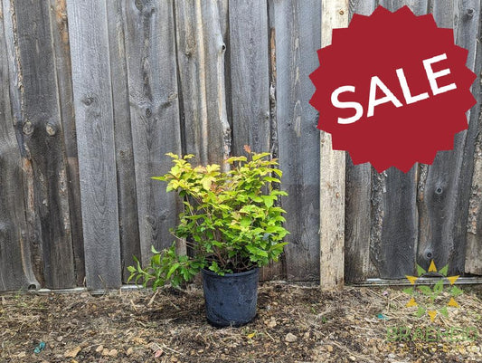 Buy Oh Canada™ Cranberry an Edible Shrub in Grande Prairie Alberta - Braeheid Gardens Ltd.