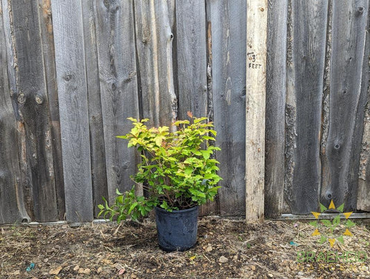 Buy Oh Canada™ Cranberry an Edible Shrub in Grande Prairie Alberta - Braeheid Gardens Ltd.