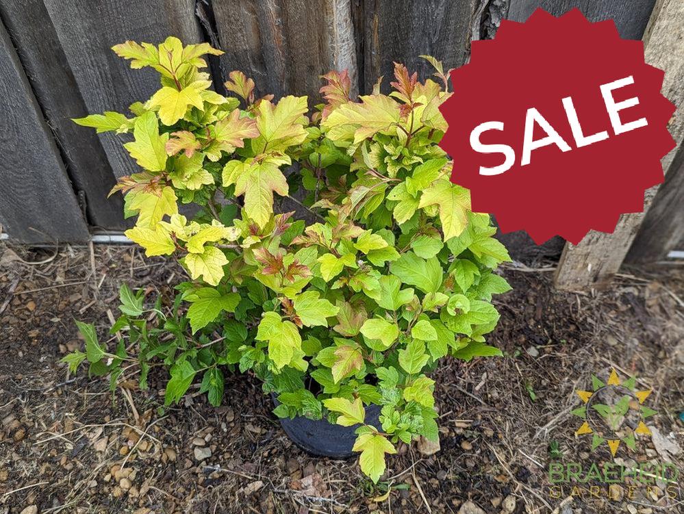 Buy Oh Canada™ Cranberry an Edible Shrub in Grande Prairie Alberta - Braeheid Gardens Ltd.