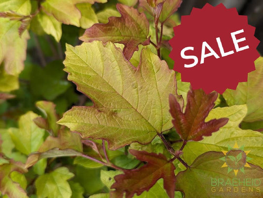 Buy Oh Canada™ Cranberry an Edible Shrub in Grande Prairie Alberta - Braeheid Gardens Ltd.