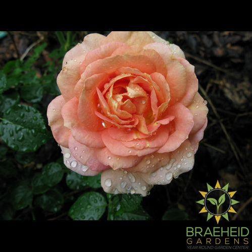 Olds College Centennial Rose