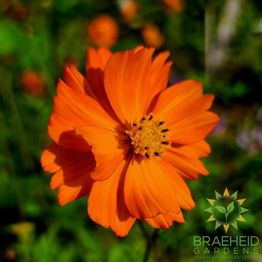 Orange Cosmos