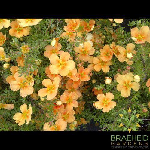 Orange Whisper Potentilla