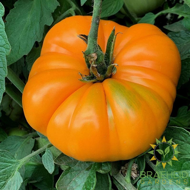 Orange Beefsteak Tomato