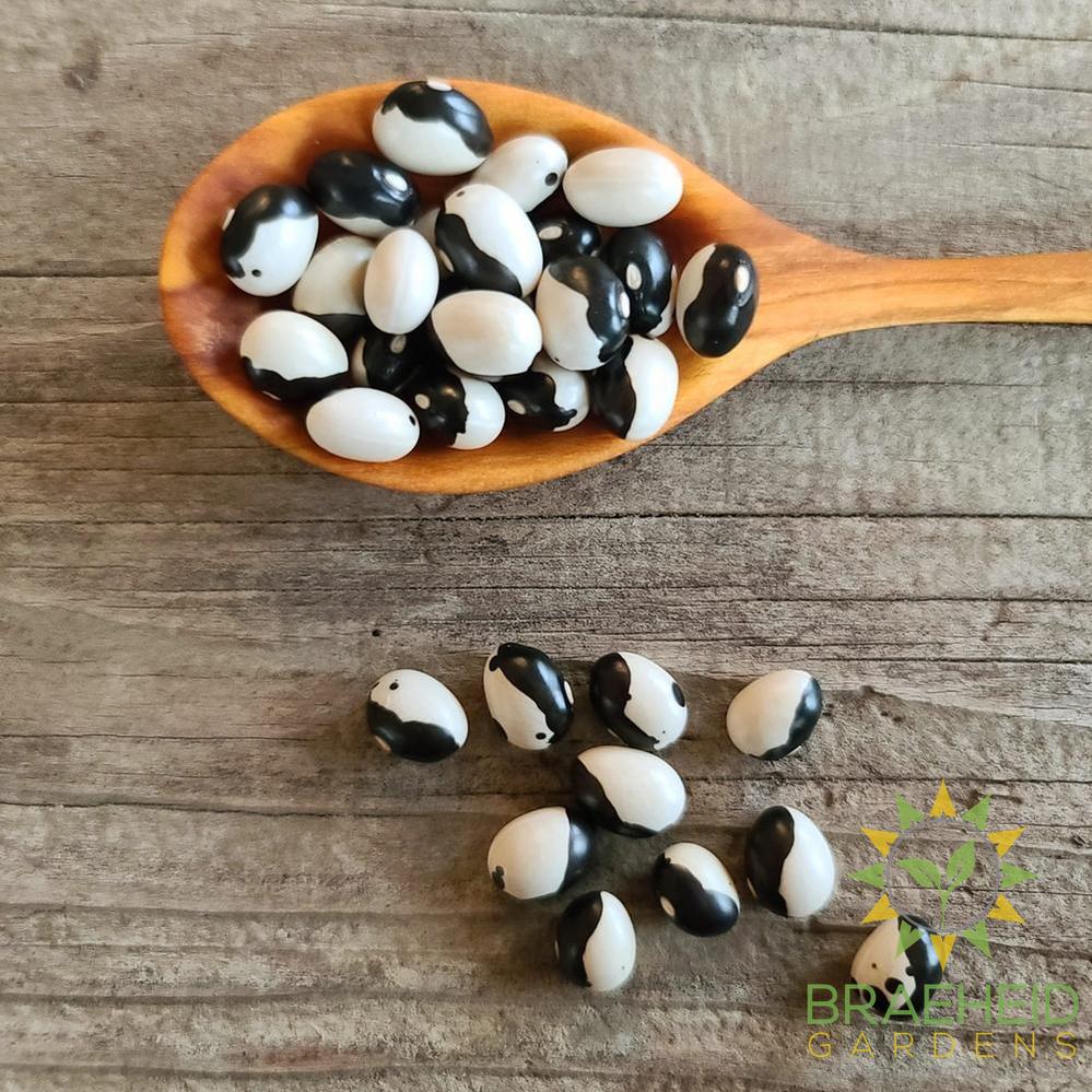Orca Bush Bean
