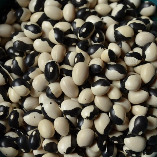 Orca Bush Bean