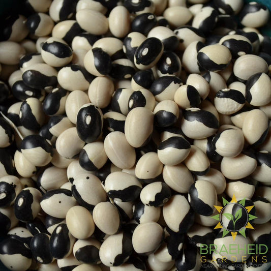 Orca Bush Bean