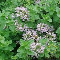 Oregano