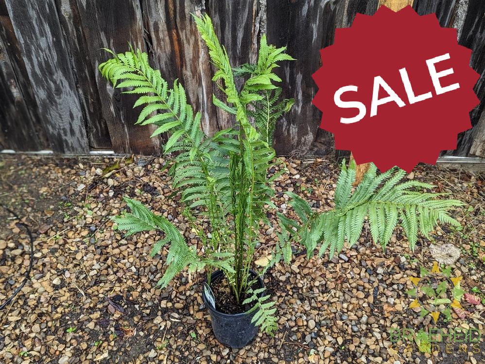 Ostrich Fern
