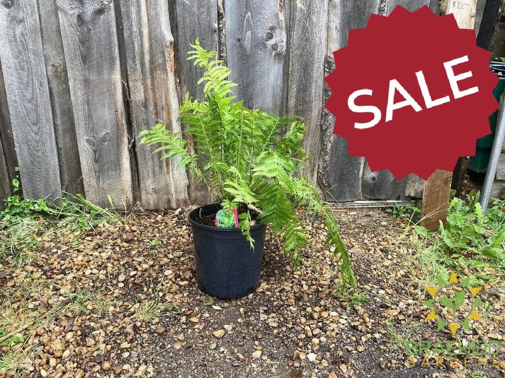 Ostrich Fern