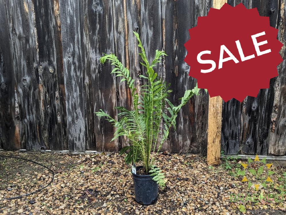 Ostrich Fern