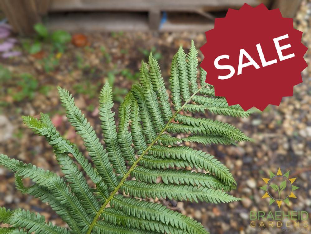 Ostrich Fern