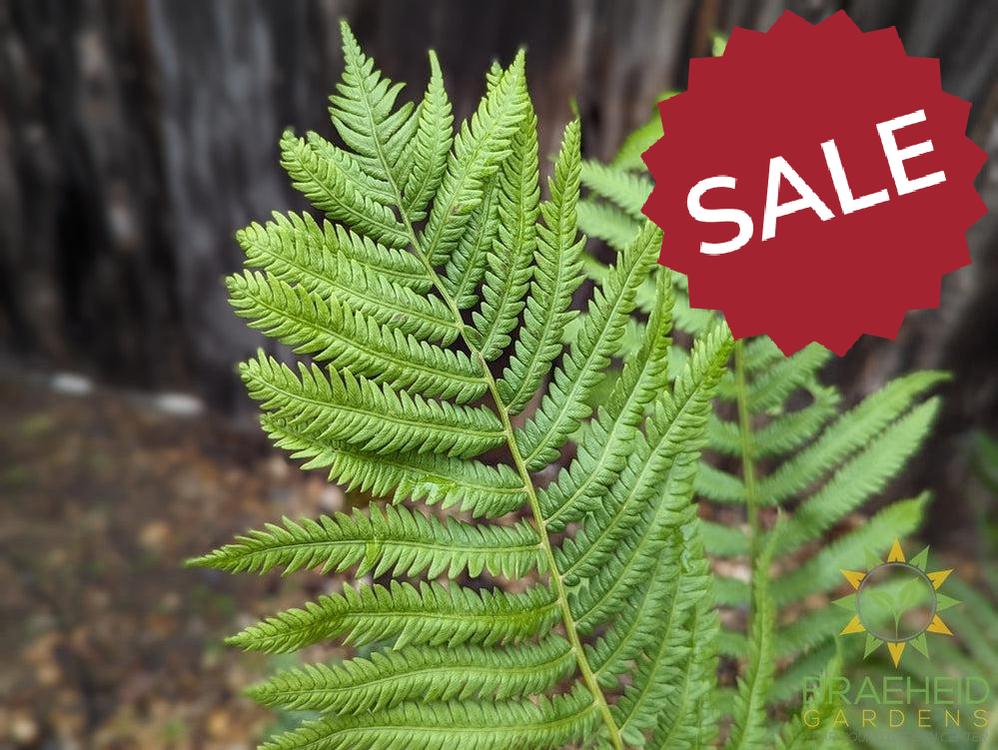 Ostrich Fern