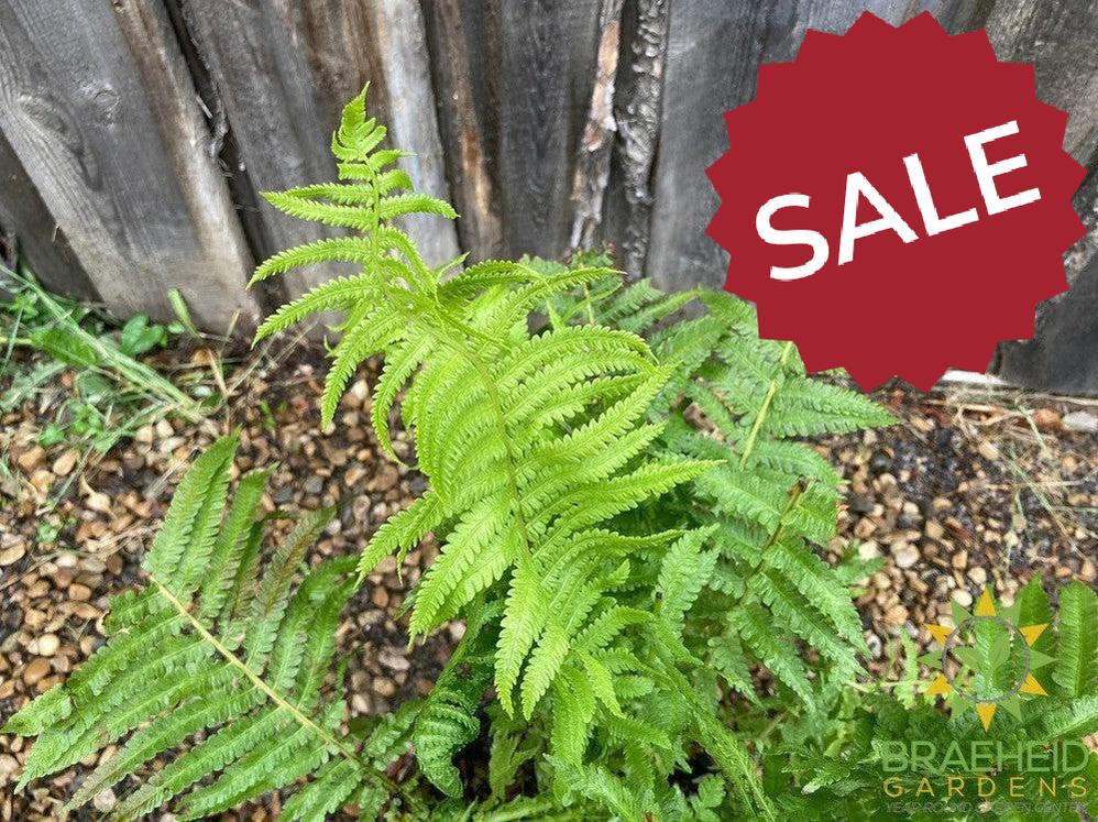 Ostrich Fern