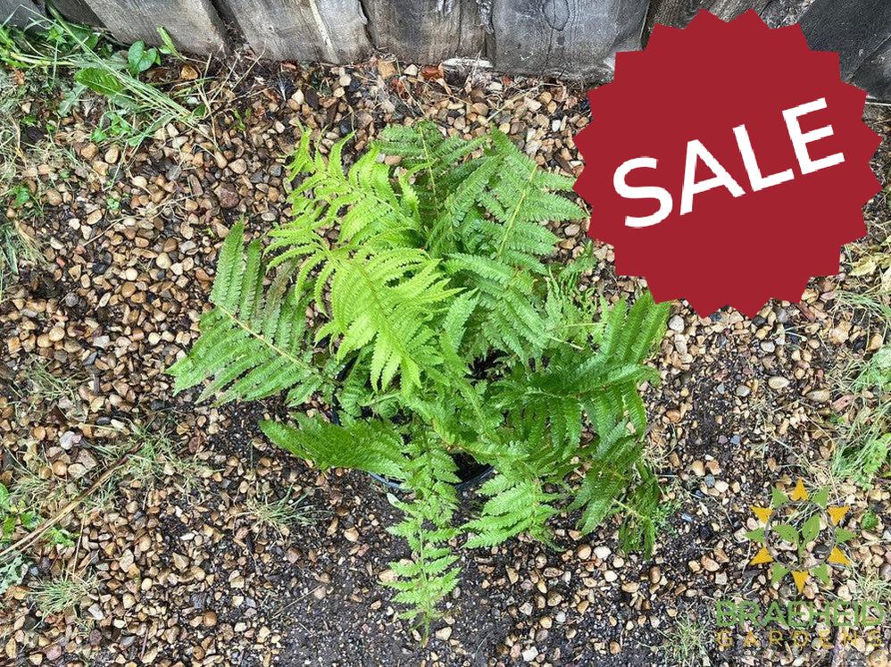 Ostrich Fern