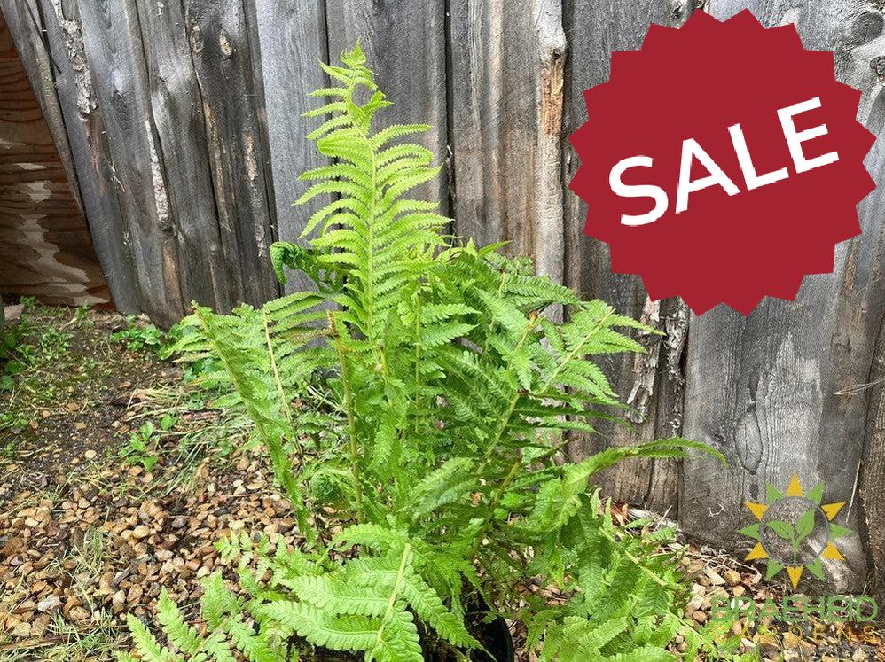 Ostrich Fern