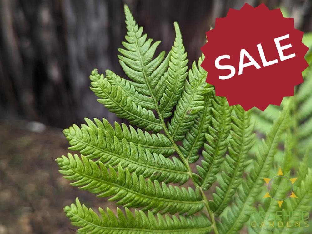 Ostrich Fern