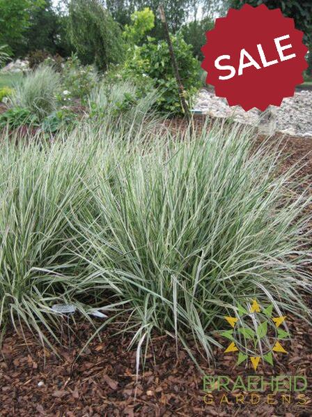 Overdam Var. Feather Reed Grass