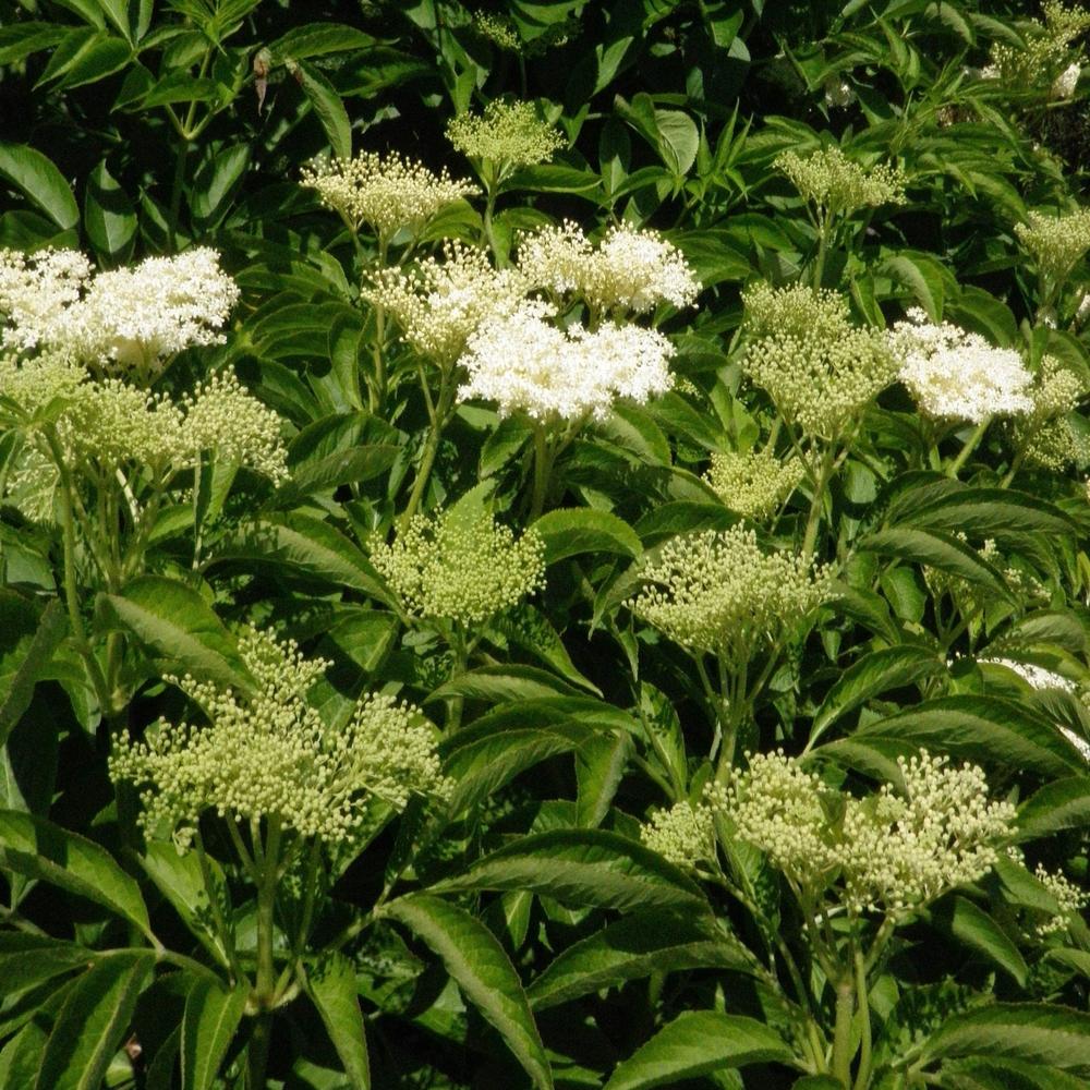 European Black Elderberry