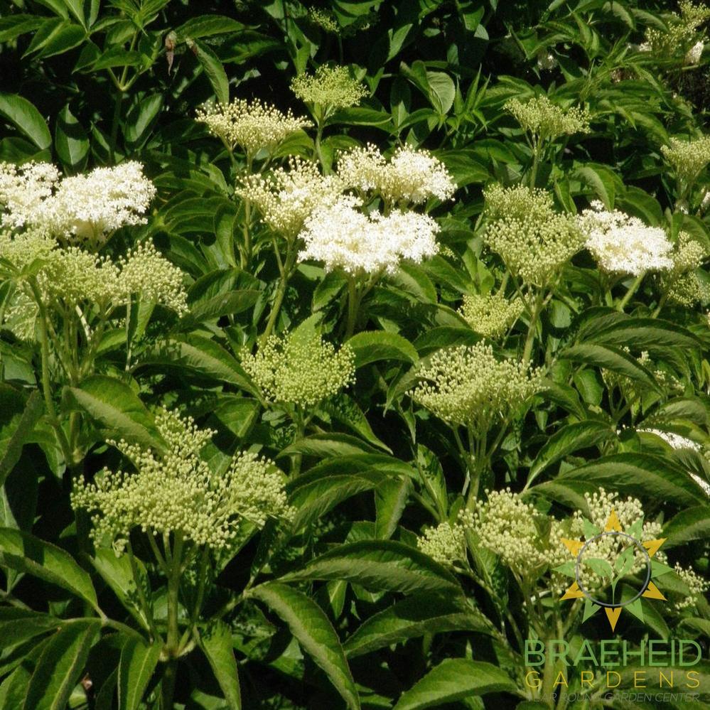 European Black Elderberry Cuttings