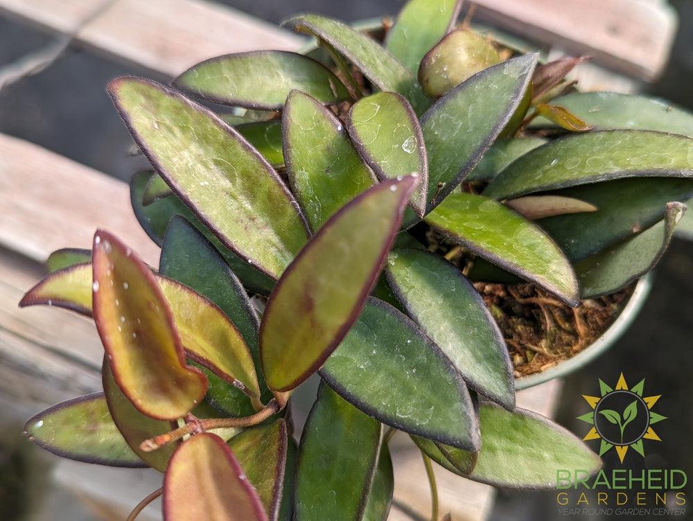 Hoya Rosita