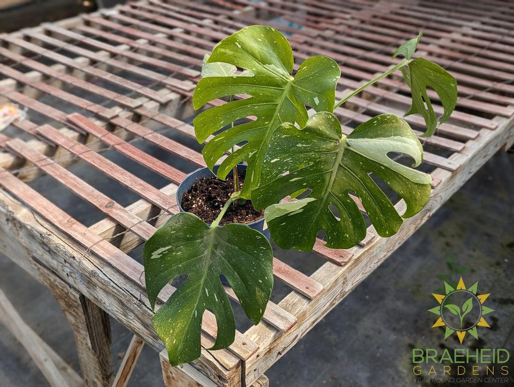 Thai constellation Monstera
