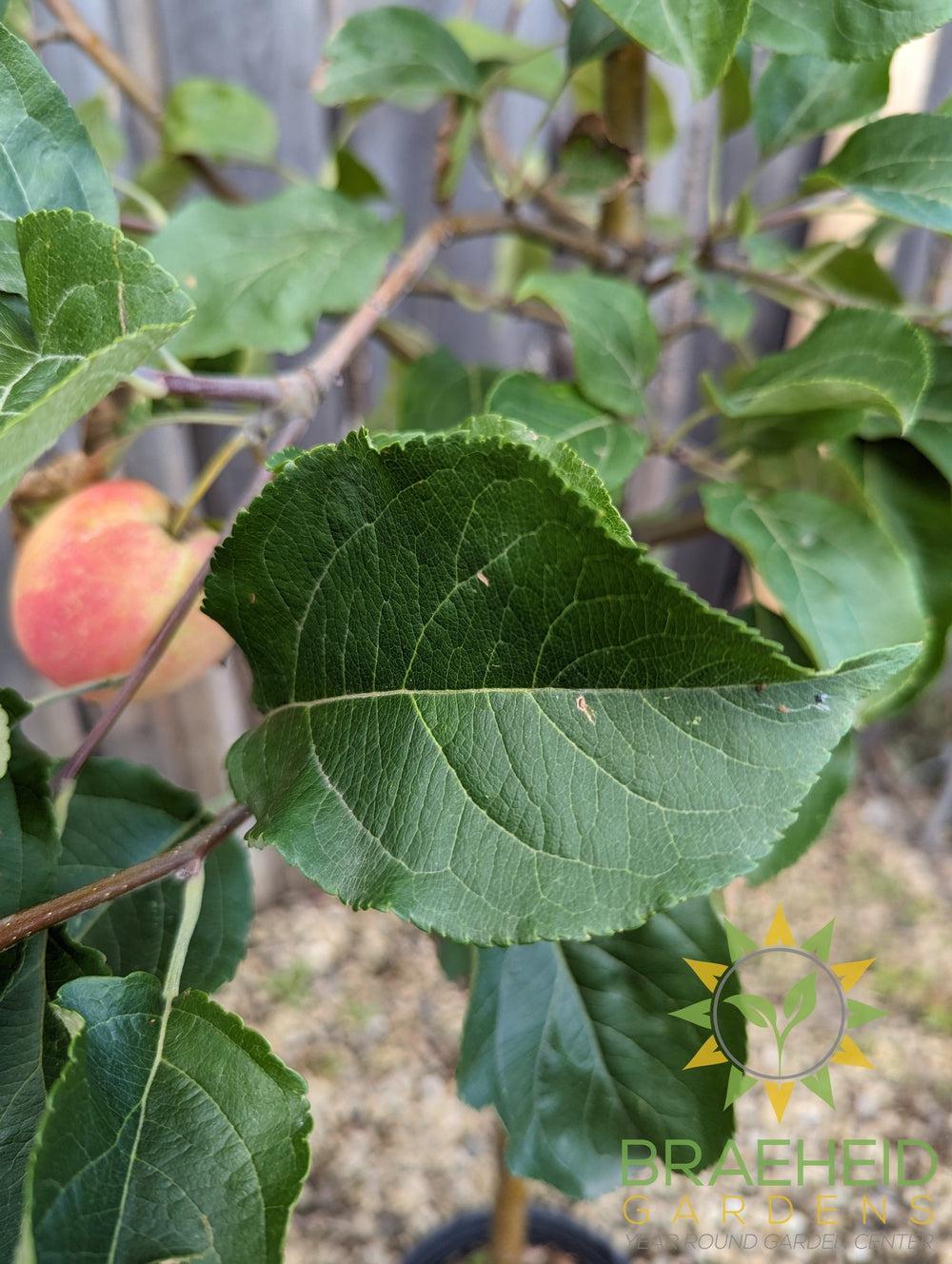 Rescue Crabapple- Tree for sale, Grown in Grande Prairie -Braeheid Gardens Ltd. on Emerson Trail