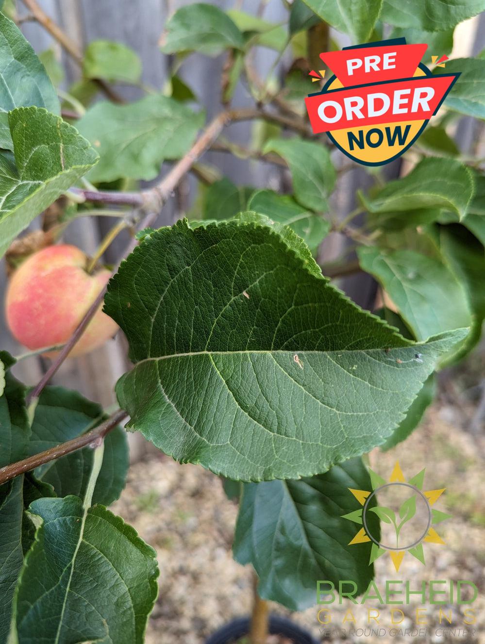 Rescue Crabapple- Tree for sale, Grown in Grande Prairie -Braeheid Gardens Ltd. on Emerson Trail