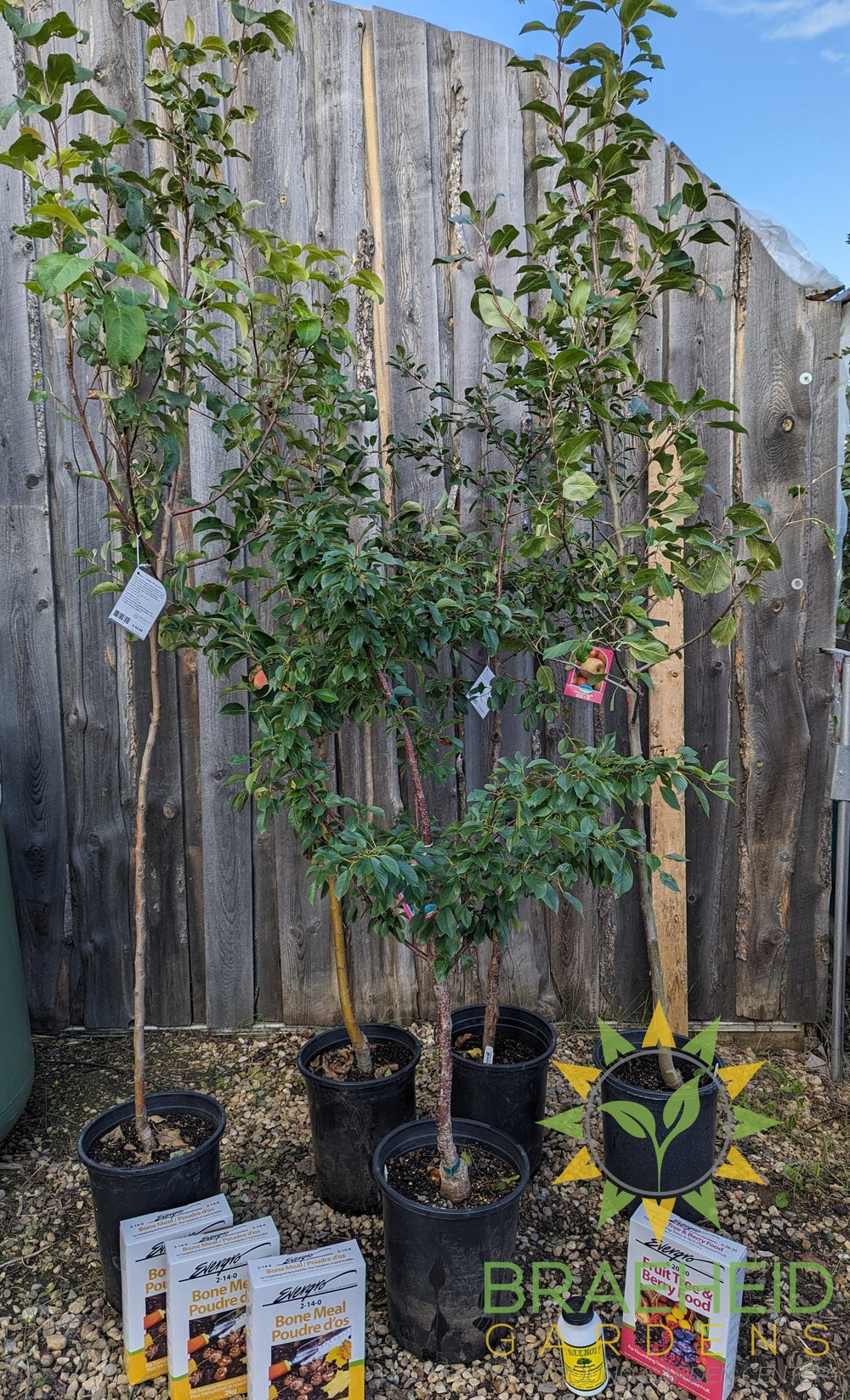 fruit trees for sale in Grande Prairie alberta