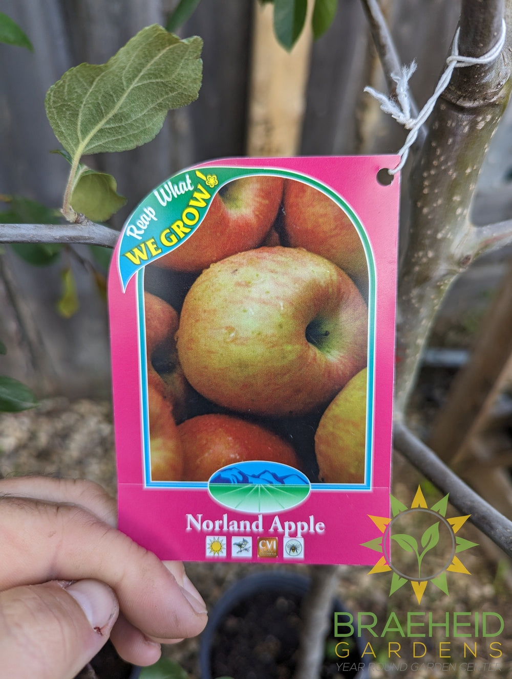 Beginners Zone 2 - Fruit Tree Orchard Bundle