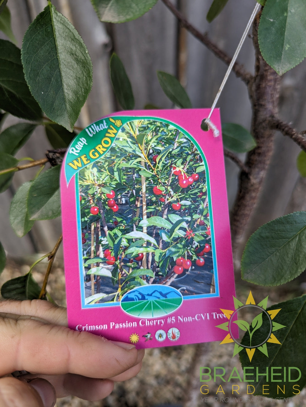 Beginners Zone 2 - Fruit Tree Orchard Bundle