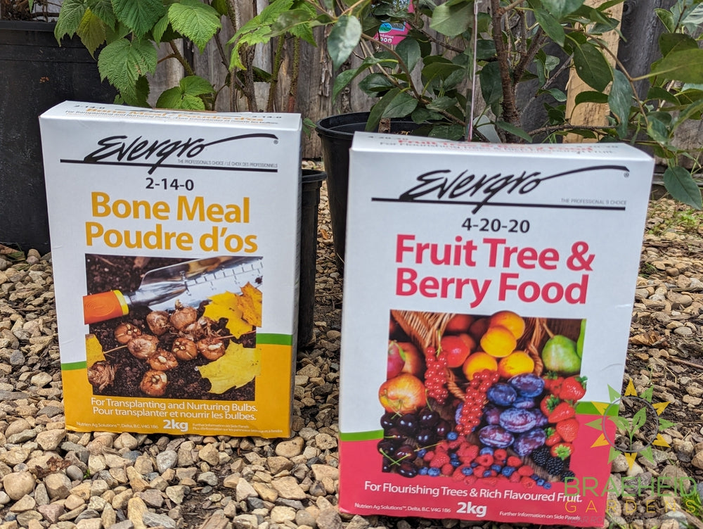 Buy Tight Space - Self Pollinating Berry Bundle an in Grande Prairie Alberta - Braeheid Gardens Ltd.