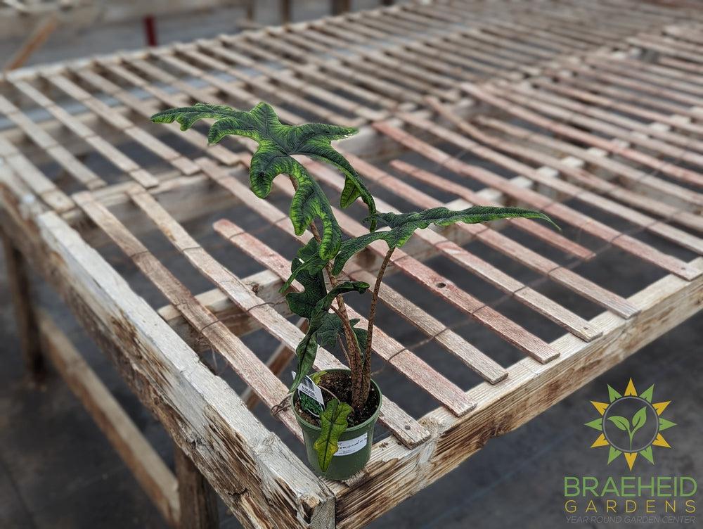 Alocasia Jacklyn
