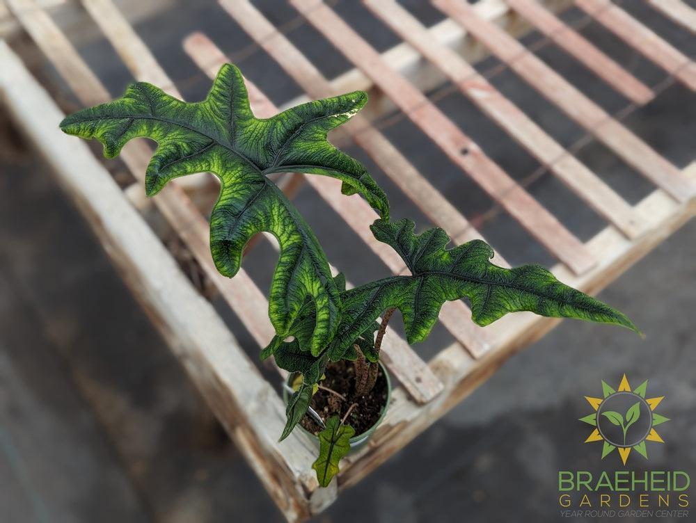 Alocasia Jacklyn