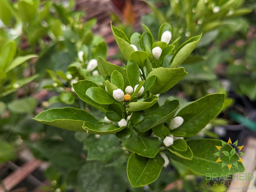 Calamondin Citrus Shrub - NO SHIP -