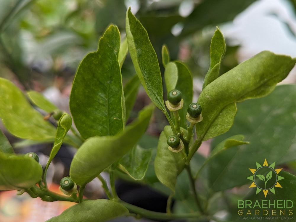 Calamondin Citrus Shrub - NO SHIP -