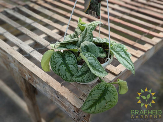 Silver Pothos Hanging Basket (Scindapsus Pictus Exotica)