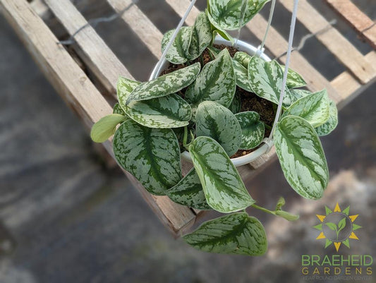 Silver Pothos Hanging Basket (Scindapsus Pictus Exotica)