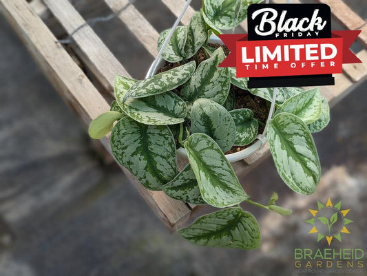 Silver Pothos Hanging Basket (Scindapsus Pictus Exotica)