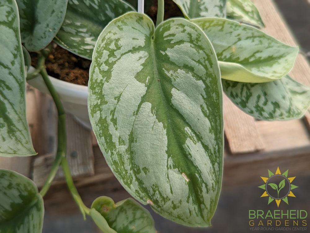Silver Pothos Hanging Basket (Scindapsus Pictus Exotica)