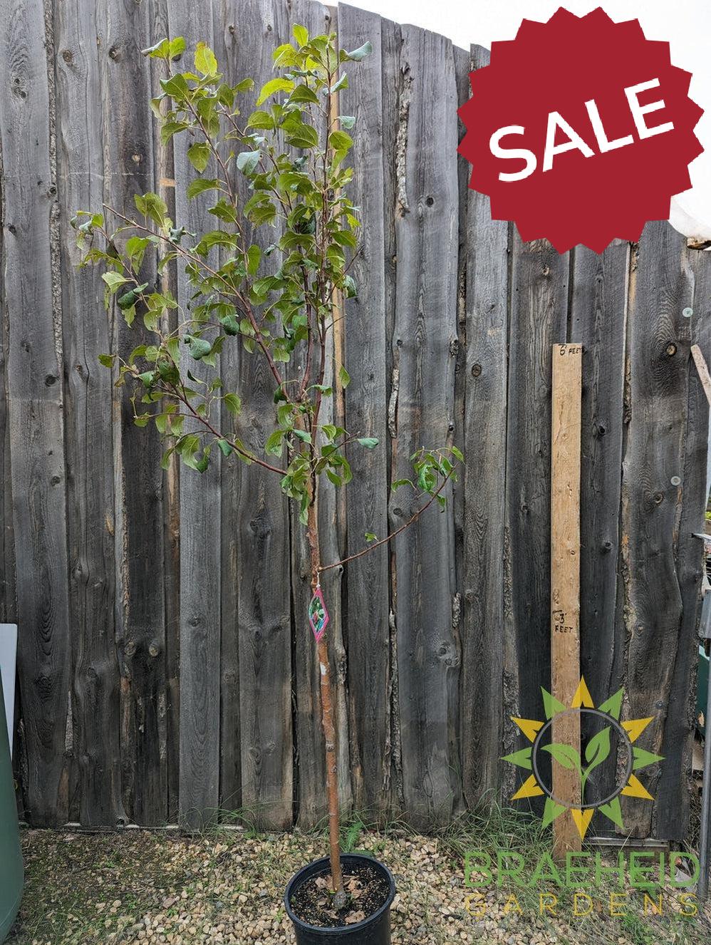 Prairie Magic® Apple- Tree for sale, Grown in Grande Prairie -Braeheid Gardens Ltd. on Emerson Trail