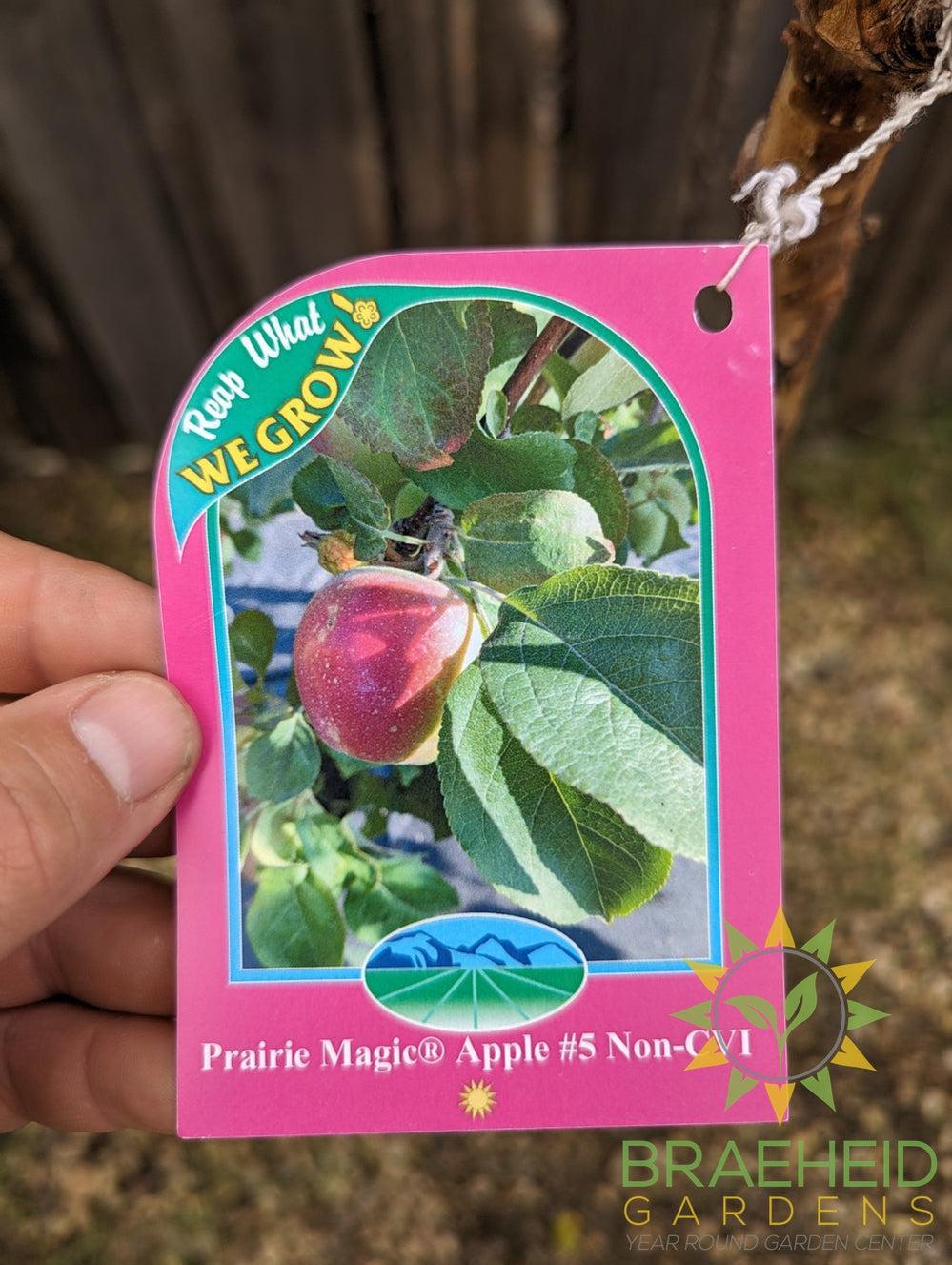 Prairie Magic® Apple- Tree for sale, Grown in Grande Prairie -Braeheid Gardens Ltd. on Emerson Trail