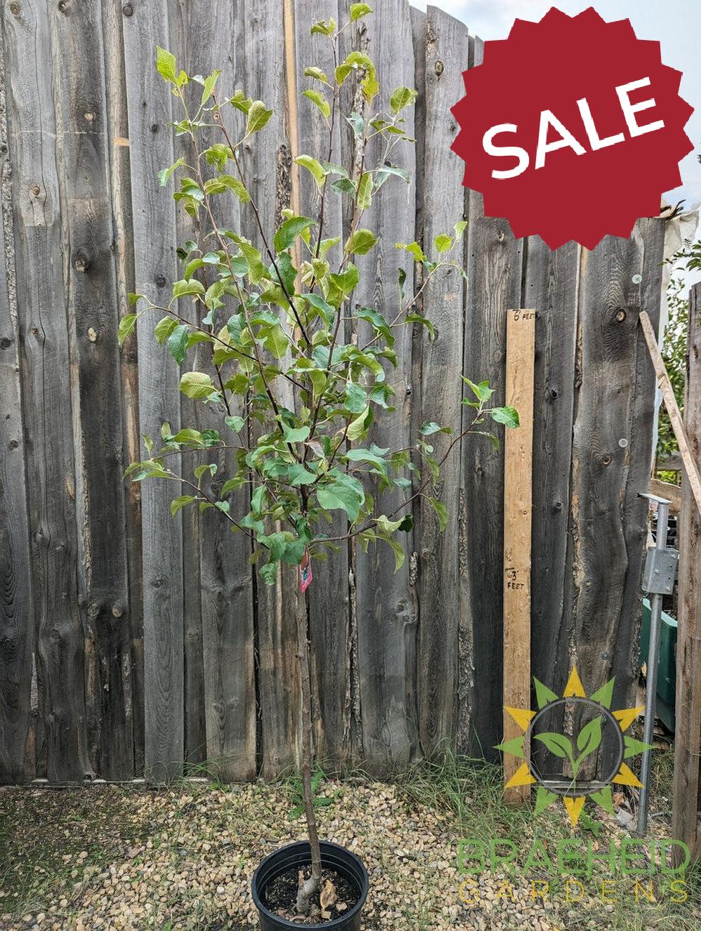 Norland Apple- Tree for sale, Grown in Grande Prairie -Braeheid Gardens Ltd. on Emerson Trail