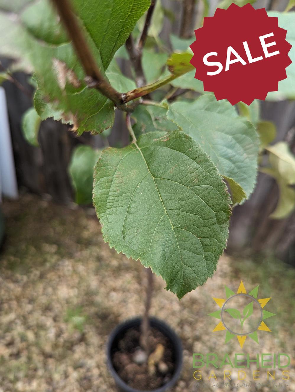 Norland Apple- Tree for sale, Grown in Grande Prairie -Braeheid Gardens Ltd. on Emerson Trail