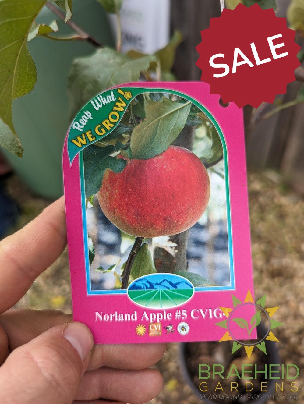 Norland Apple- Tree for sale, Grown in Grande Prairie -Braeheid Gardens Ltd. on Emerson Trail