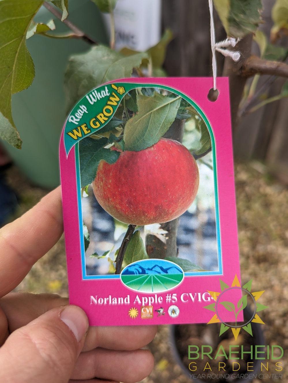 Norland Apple- Tree for sale, Grown in Grande Prairie -Braeheid Gardens Ltd. on Emerson Trail