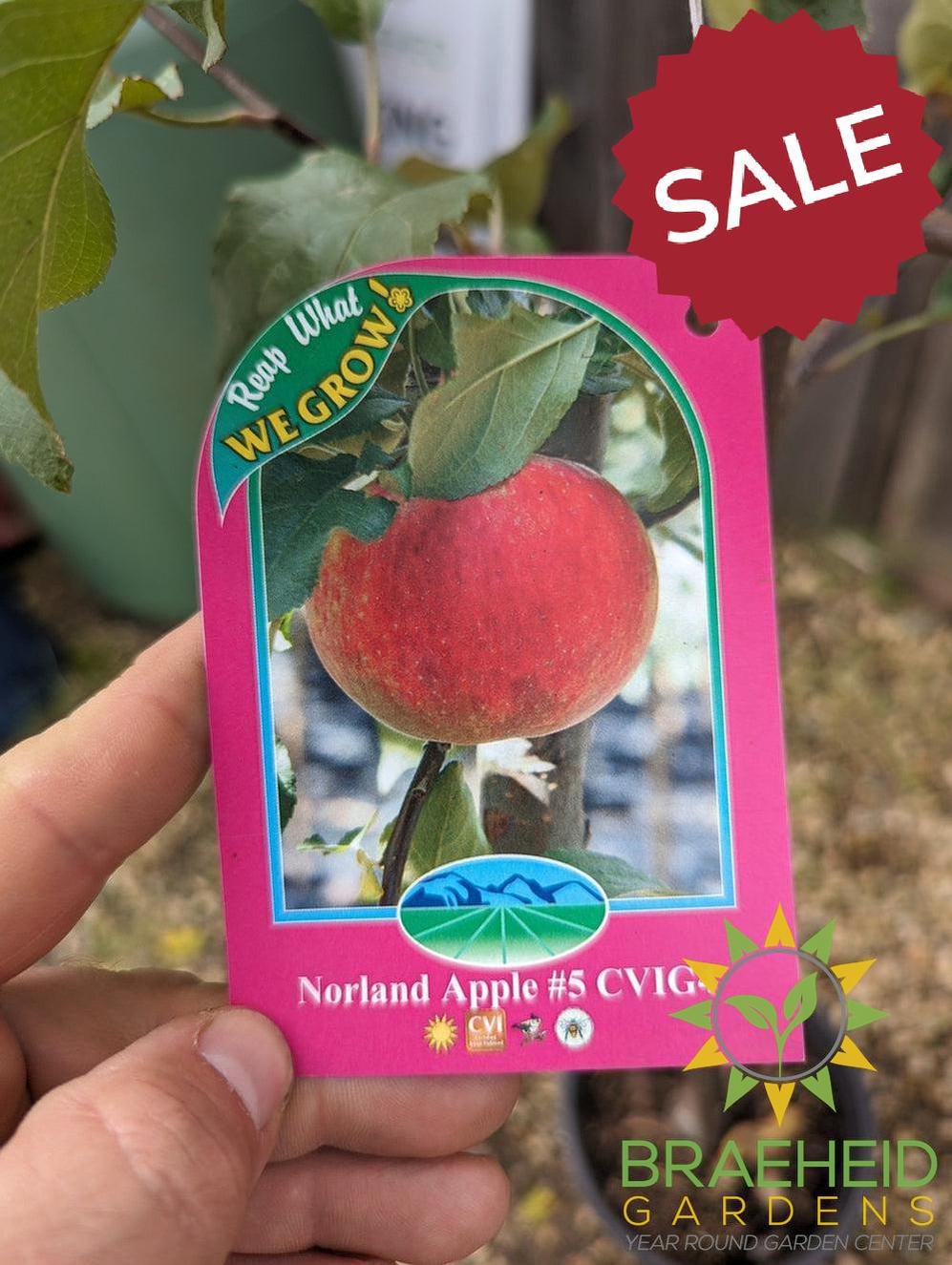 Auction #1 - Beginner’s Orchard Bundle – 9 Hardy Edible Fruit Trees + Fertilizer – Zone 3b Friendly
