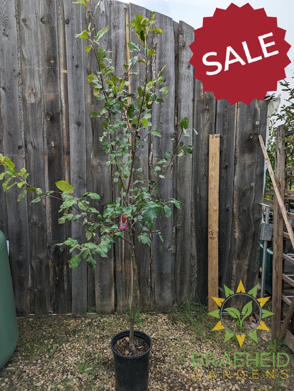 Harcourt Apple- Tree for sale, Grown in Grande Prairie -Braeheid Gardens Ltd. on Emerson Trail