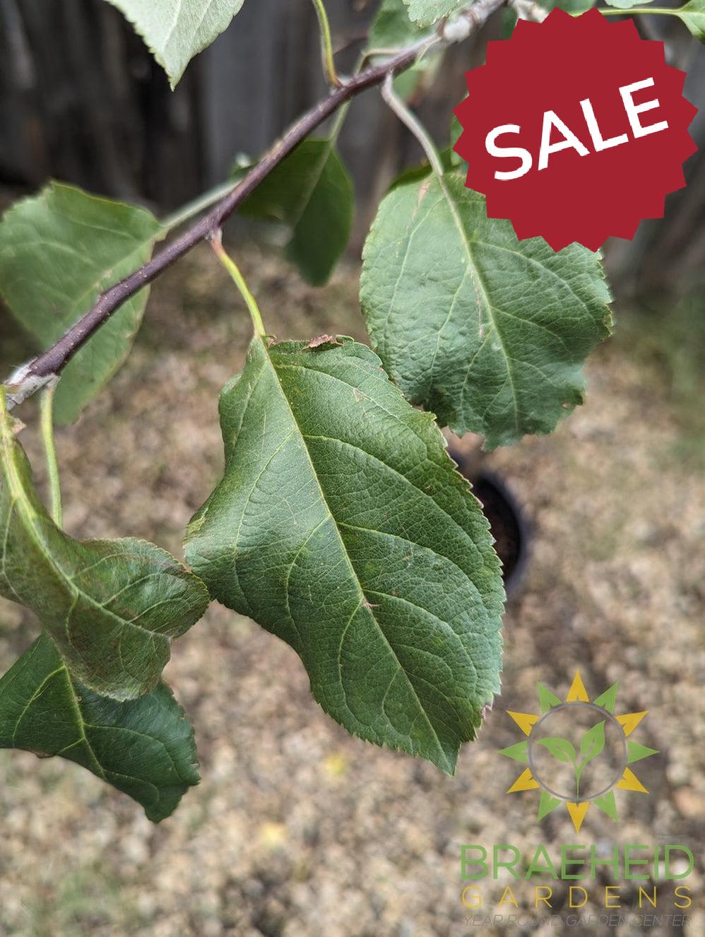 Harcourt Apple- Tree for sale, Grown in Grande Prairie -Braeheid Gardens Ltd. on Emerson Trail